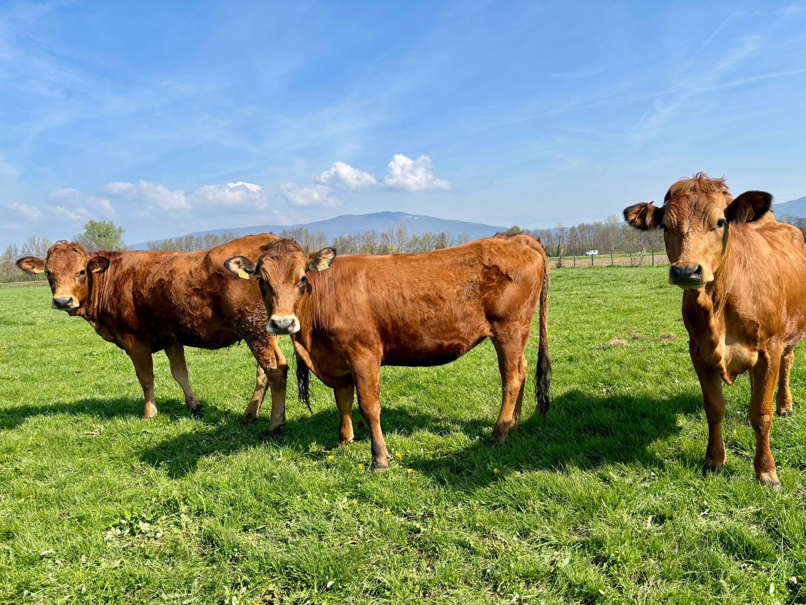 Ferme Mercier à Esserts-Blay